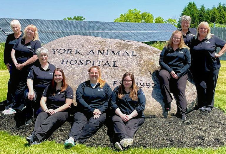 Veterinarians York, NY Veterinarians York, NY Animal Hospital